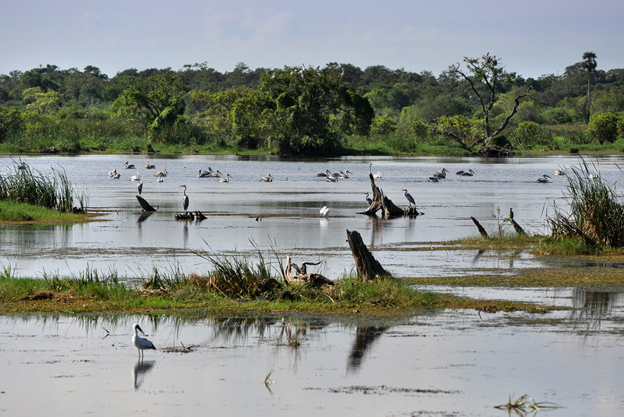 Ruhunu National Park: A Bird Watchers' Paradise - Explore Sri Lanka